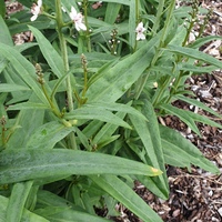 Lysimachia ephemerum